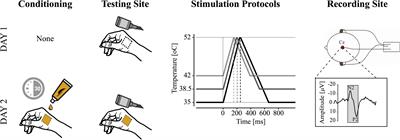 Contact Heat Evoked Potentials Are Responsive to Peripheral Sensitization: Requisite Stimulation Parameters